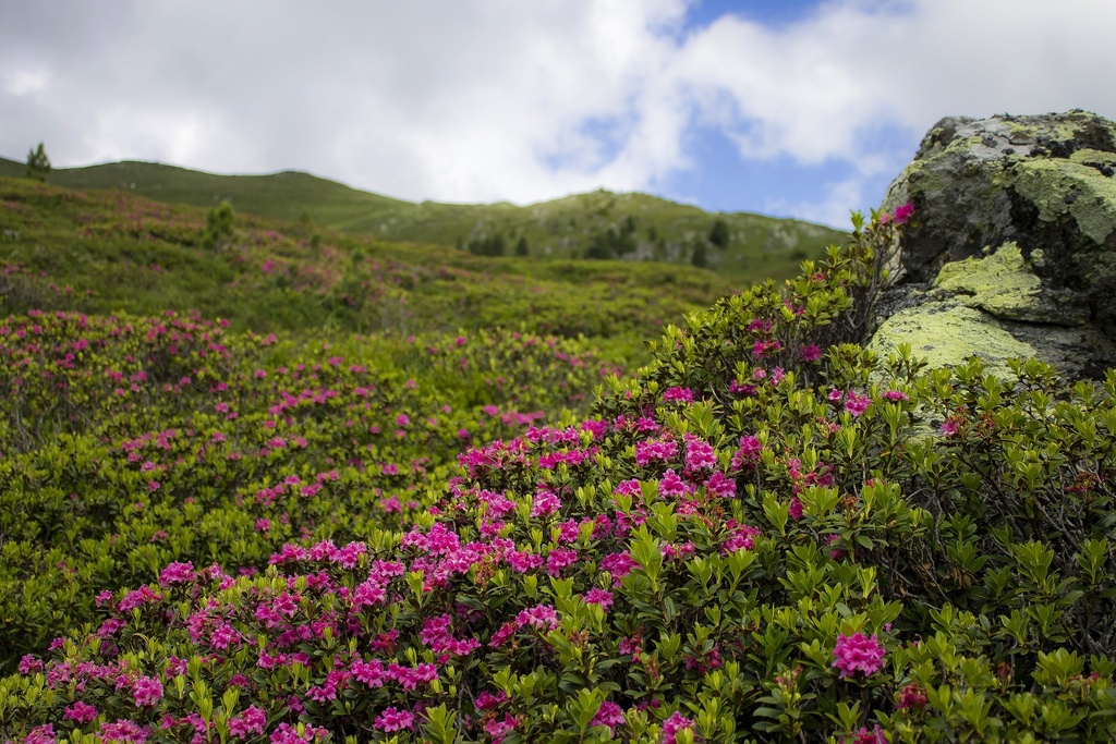 Miel de Rhododendron de Montagne